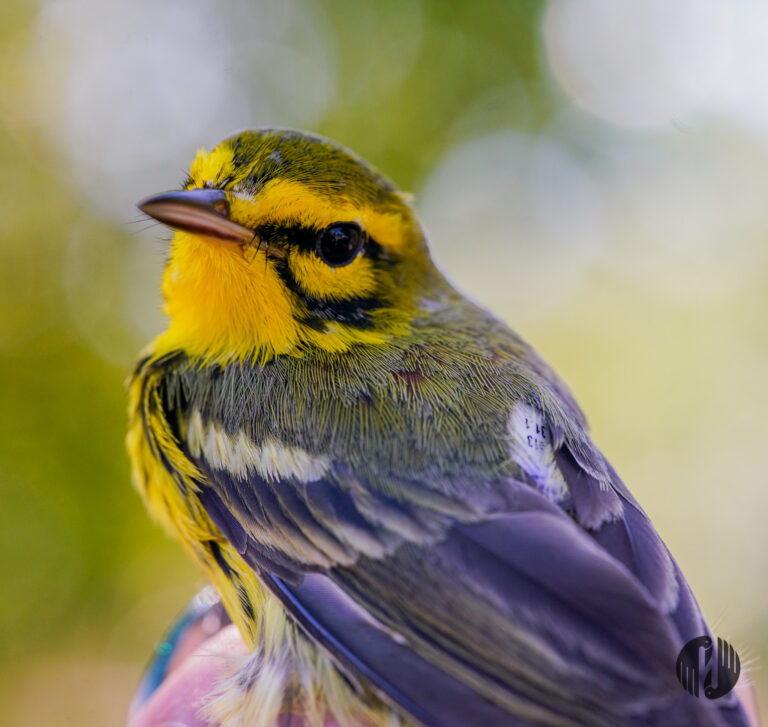 Caribbean Bird Conservation Update: Building Momentum for Migratory Birds