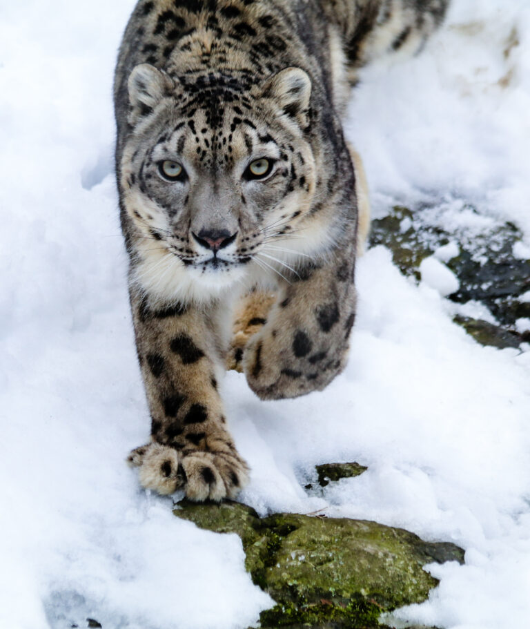 Saving Snow Leopards Across their Range: A New Round of Sabin Snow Leopard Grants