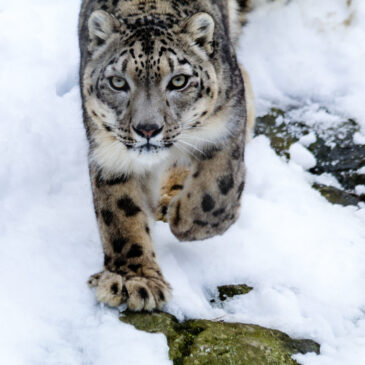Saving Snow Leopards Across their Range: A New Round of Sabin Snow Leopard Grants