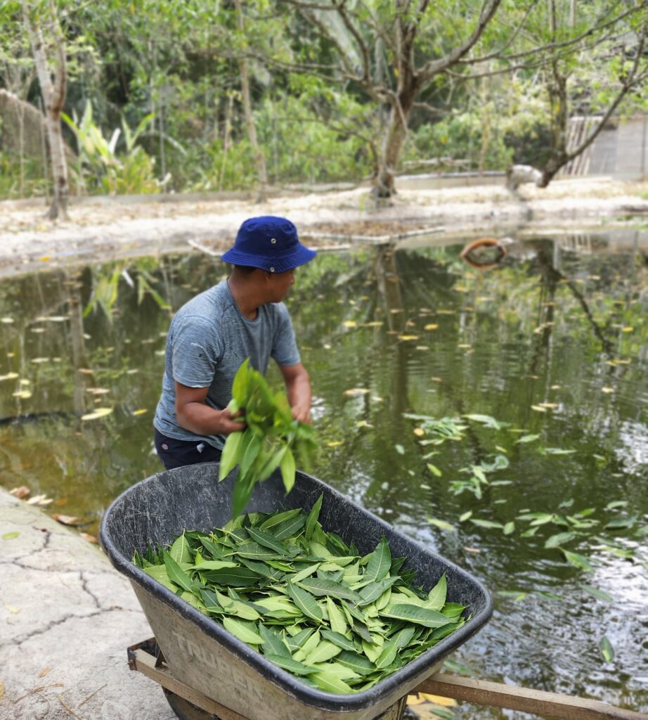 Ozwaldo feeding turtles at the HCRC