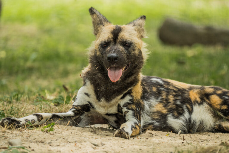 Partners in Protection: Painted Dog Conservation in Tanzania