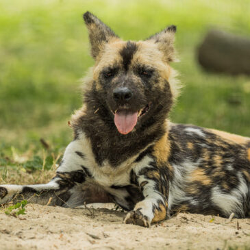 Partners in Protection: Painted Dog Conservation in Tanzania