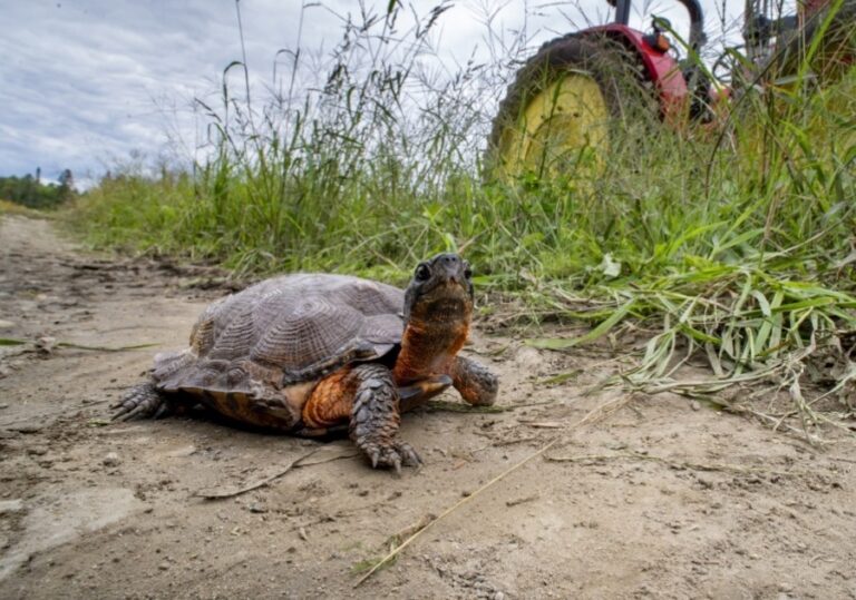 Farms and Forests for Turtles