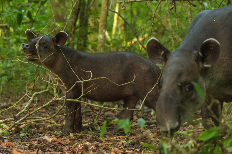 Why Saving Tapirs Is Key to Saving Our Forests—And How We’re Helping Make It Happen