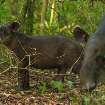 Why Saving Tapirs Is Key to Saving Our Forests—And How We’re Helping Make It Happen