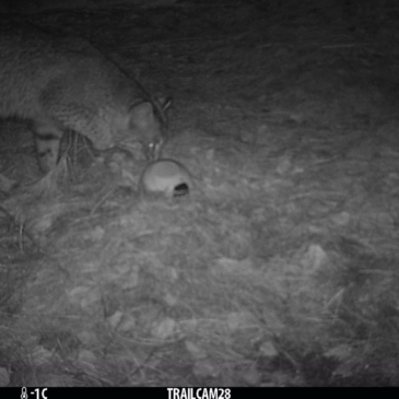 Reading a Turtle’s Shell