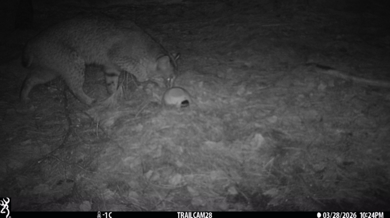 Reading a Turtle’s Shell