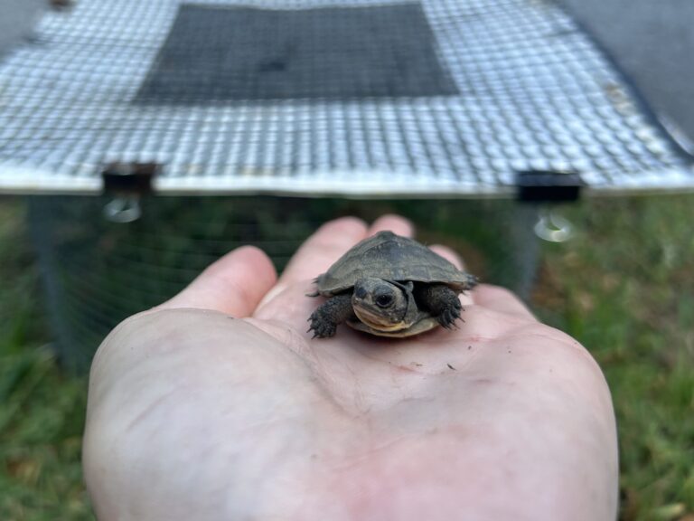 From Nest to Nature: The Journey of a Headstarted Turtle