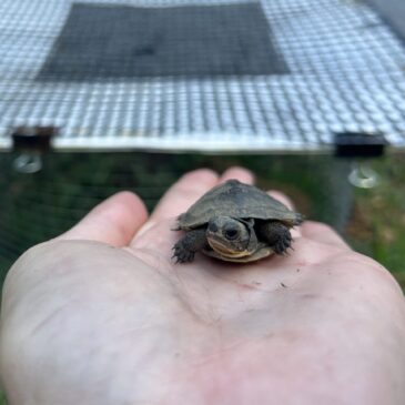 From Nest to Nature: The Journey of a Headstarted Turtle