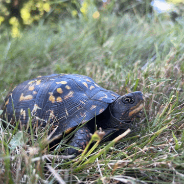 No Mow May: Giving Wildlife a Head Start This Spring