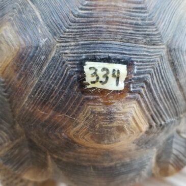Tagging Turtles