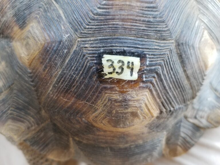 Tagging Turtles