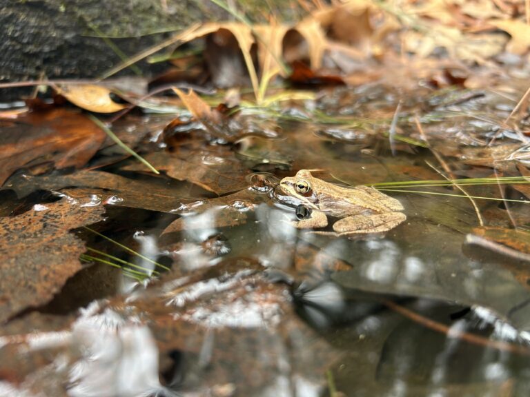 Turtles at Arlington’s Great Meadows