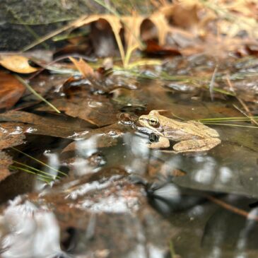 Turtles at Arlington’s Great Meadows
