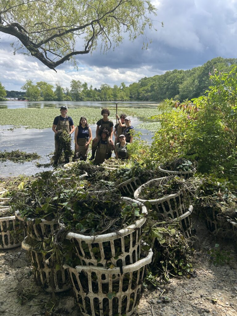 Fighting Back Against Invasive Water Chestnut at Horn Pond