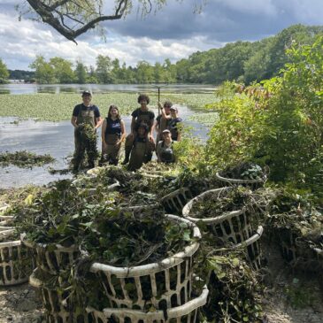 Fighting Back Against Invasive Water Chestnut at Horn Pond