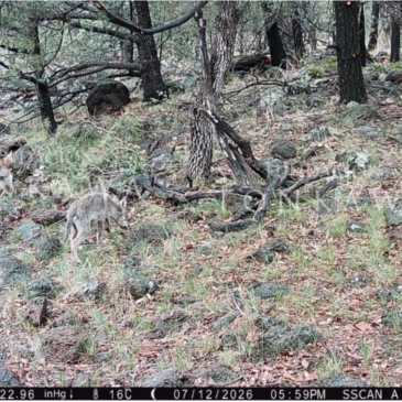 Mexican Gray Wolf Monitoring Shows Exciting New Discovery 