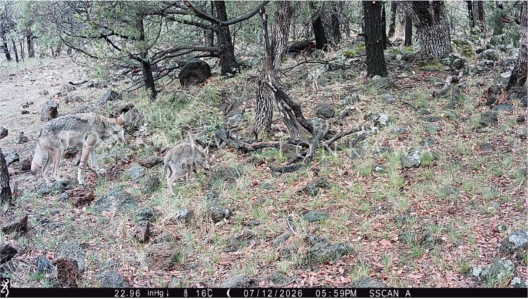 Mexican Gray Wolf Monitoring Shows Exciting New Discovery 