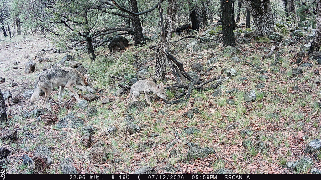 An adult and young wolf in woodsy habitat