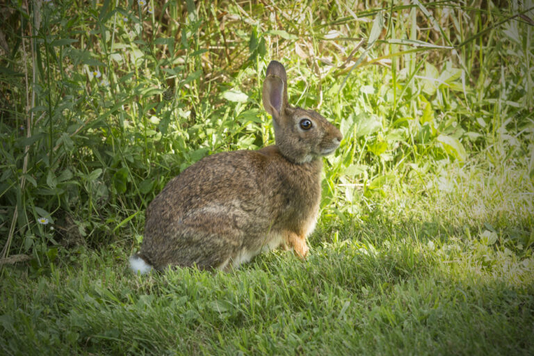 We’re Hunting Wabbits (For Conservation): Day 1