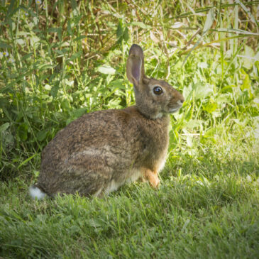 We’re Hunting Wabbits (For Conservation): Day 1