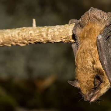 Not So Spooky: Meet Massachusetts’ Bats