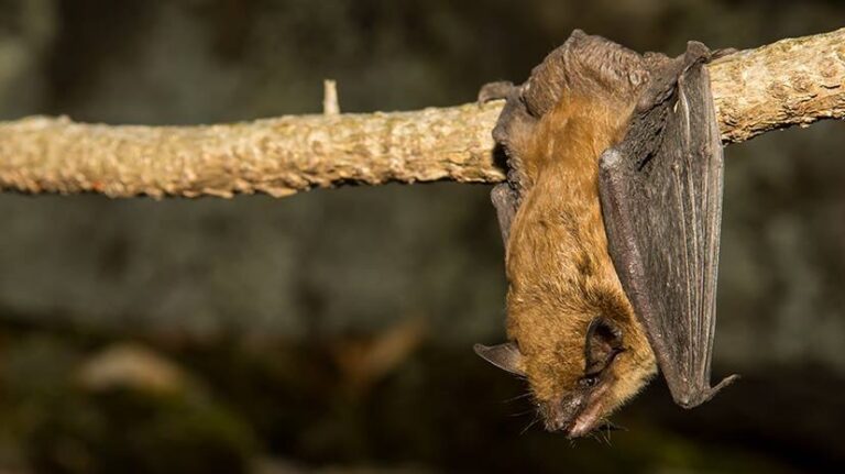 Not So Spooky: Meet Massachusetts’ Bats