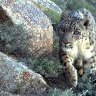 Happy International Snow Leopard Day!